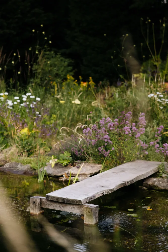 Naturalistic swimming pond at BerryWell with an oak board walkway, oxeye daisies and Verbena bonariensis