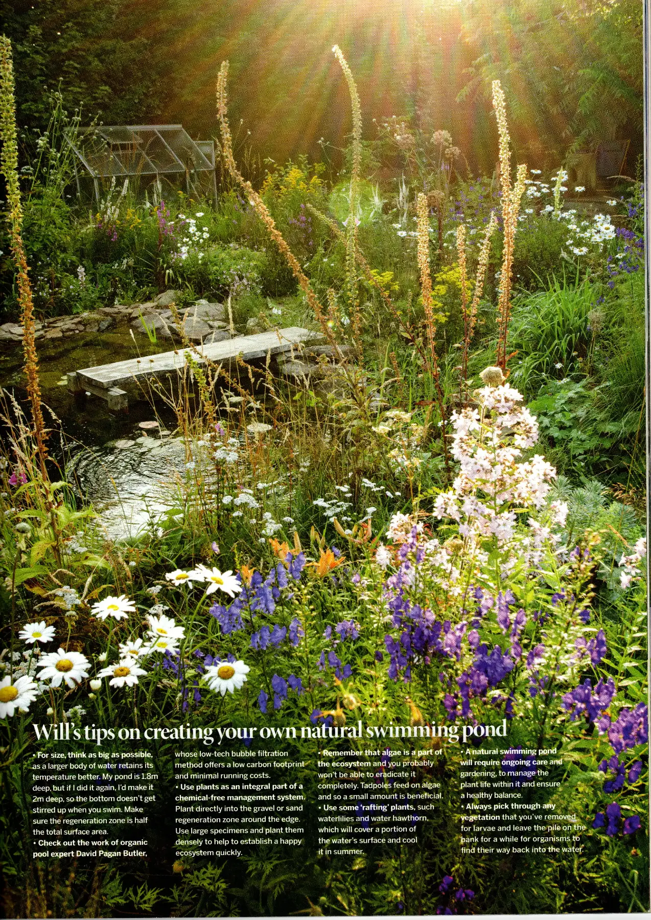 Gardens Illustrated, January 2025 — Will's tips on creating your own natural swimming pond