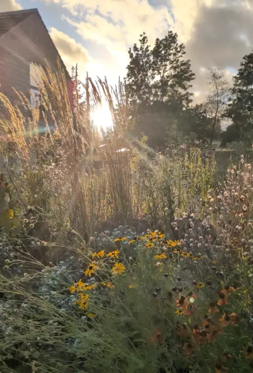 Rudbeckia and ornamental grasses backlit by low sun beside the mill building at Bullhouse Mill