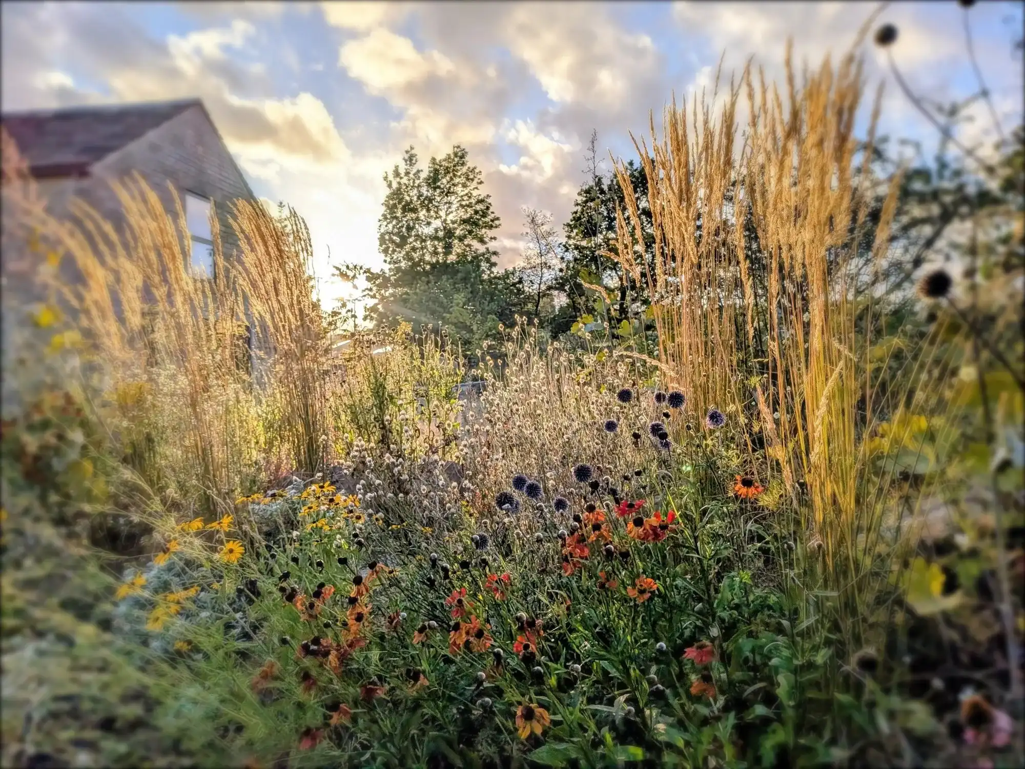 Ornamental grasses and echinops seedheads lit by golden hour at Bullhouse Mill