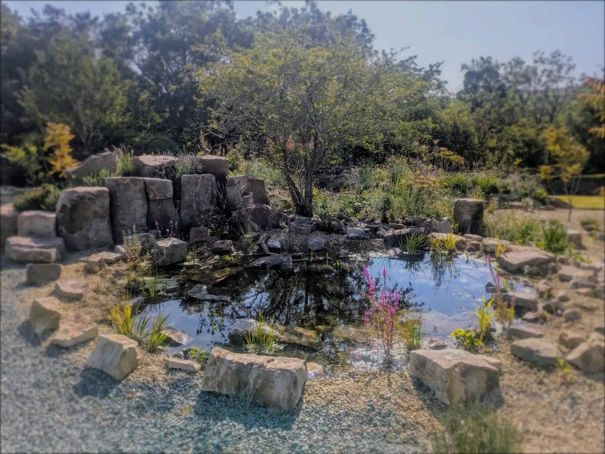 Gravel garden with stone pond edging and purple loosestrife against a dry stone wall