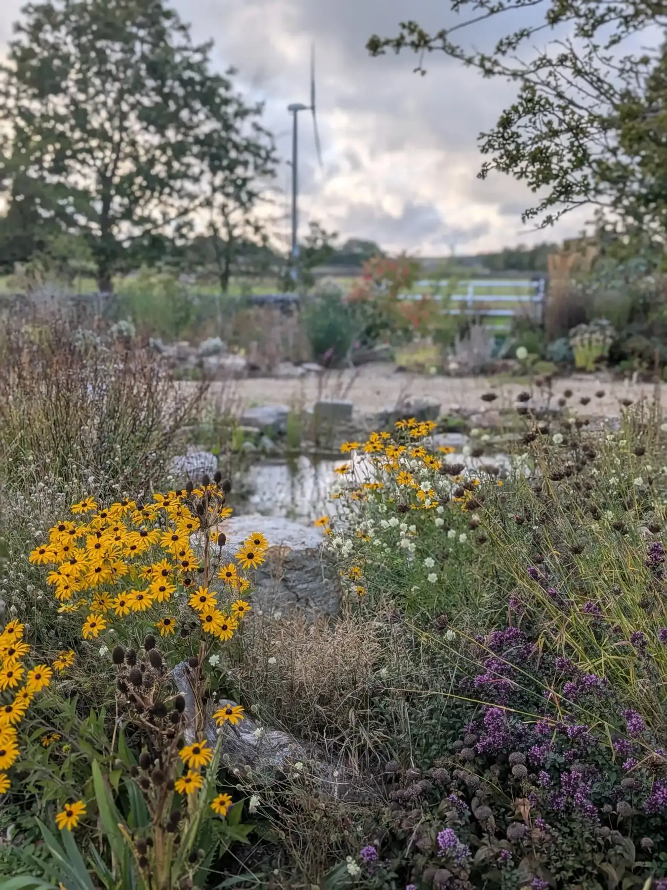Rudbeckia and stepping stones across the wildlife pond at dusk