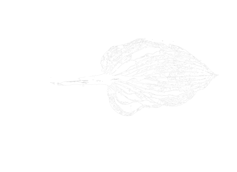 Creative Cultivation logo