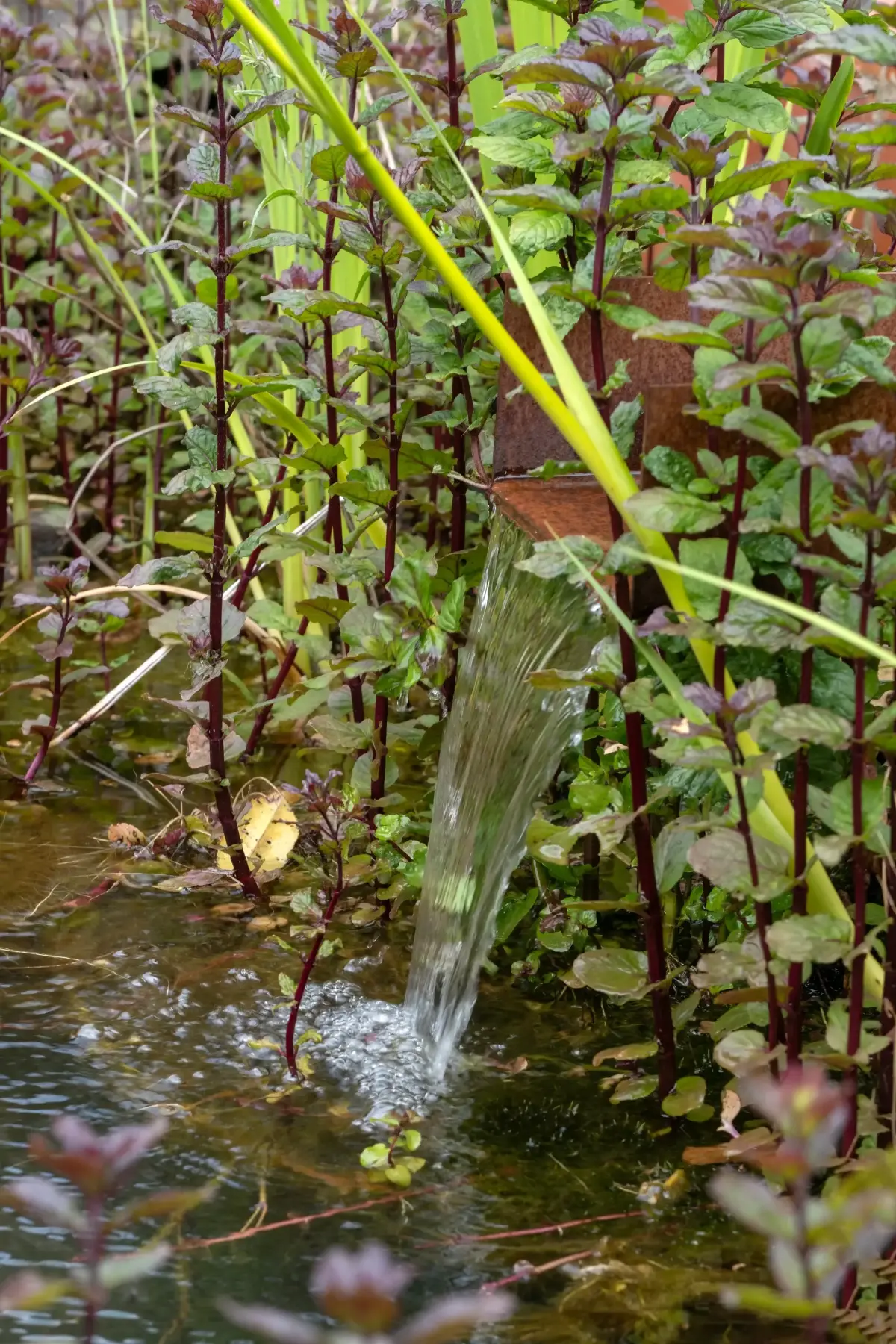Corten steel water spout feeding the pond amid purple-stemmed marginals and iris
