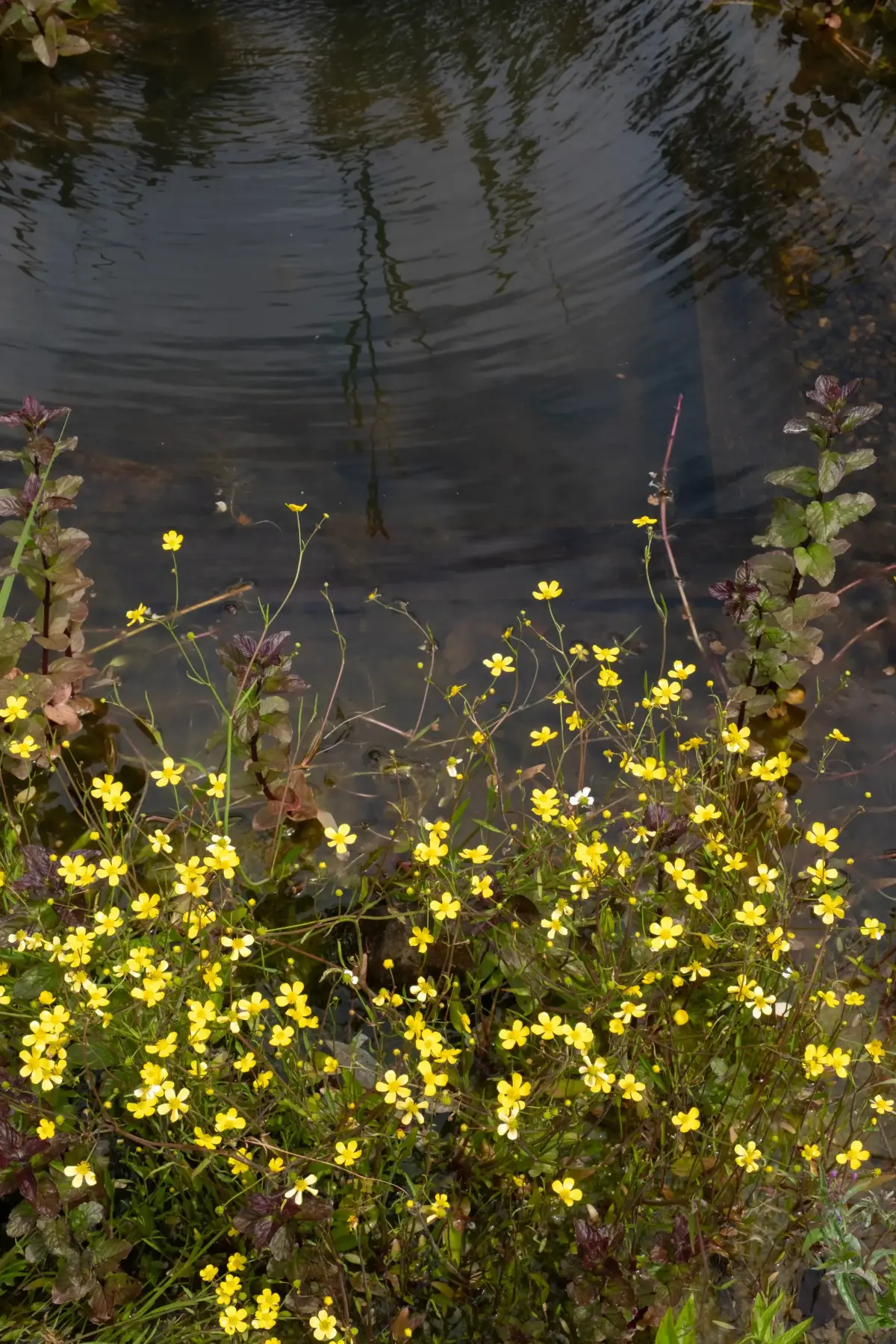 Creeping buttercups and water mint along the edge of the Oharas wildlife pond