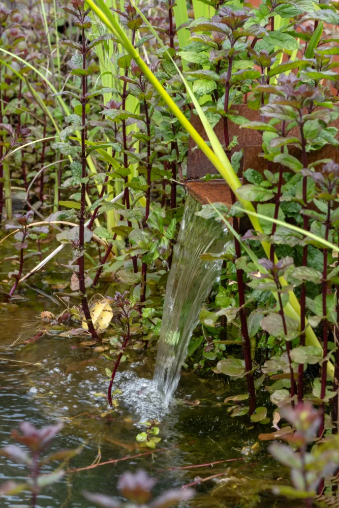 Corten steel water spout pouring into a planted pond edged with water mint and purple-stemmed marginals