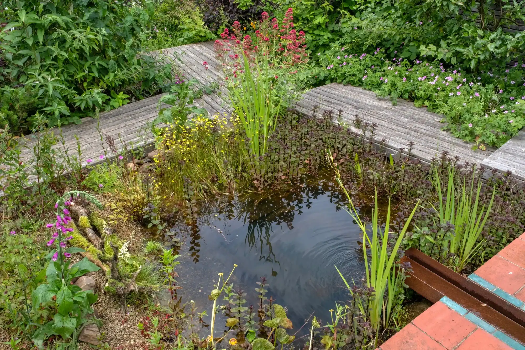 Corten steel water spout feeding a planted pond edged with purple-stemmed marginals, iris and foxgloves