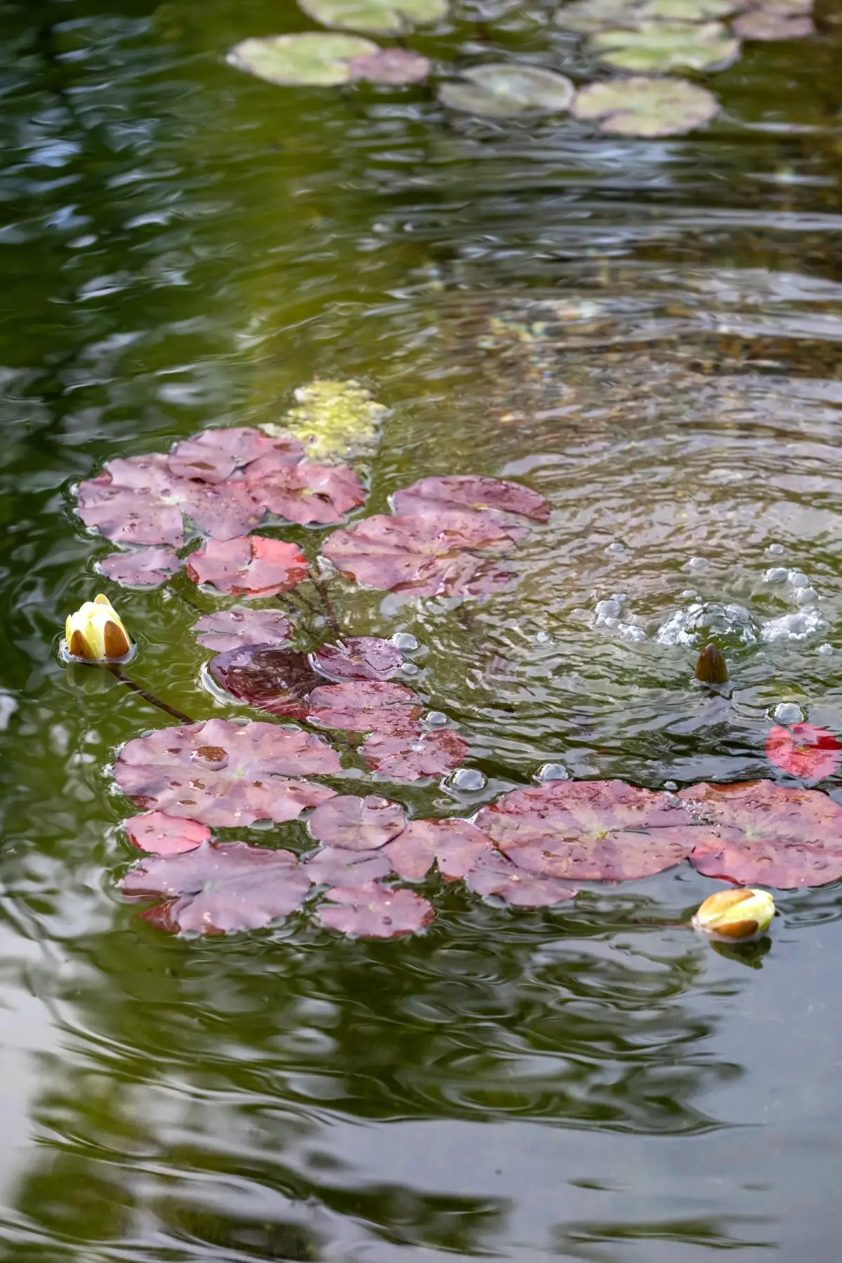 Water lily pads and buds rippling on the pond surface