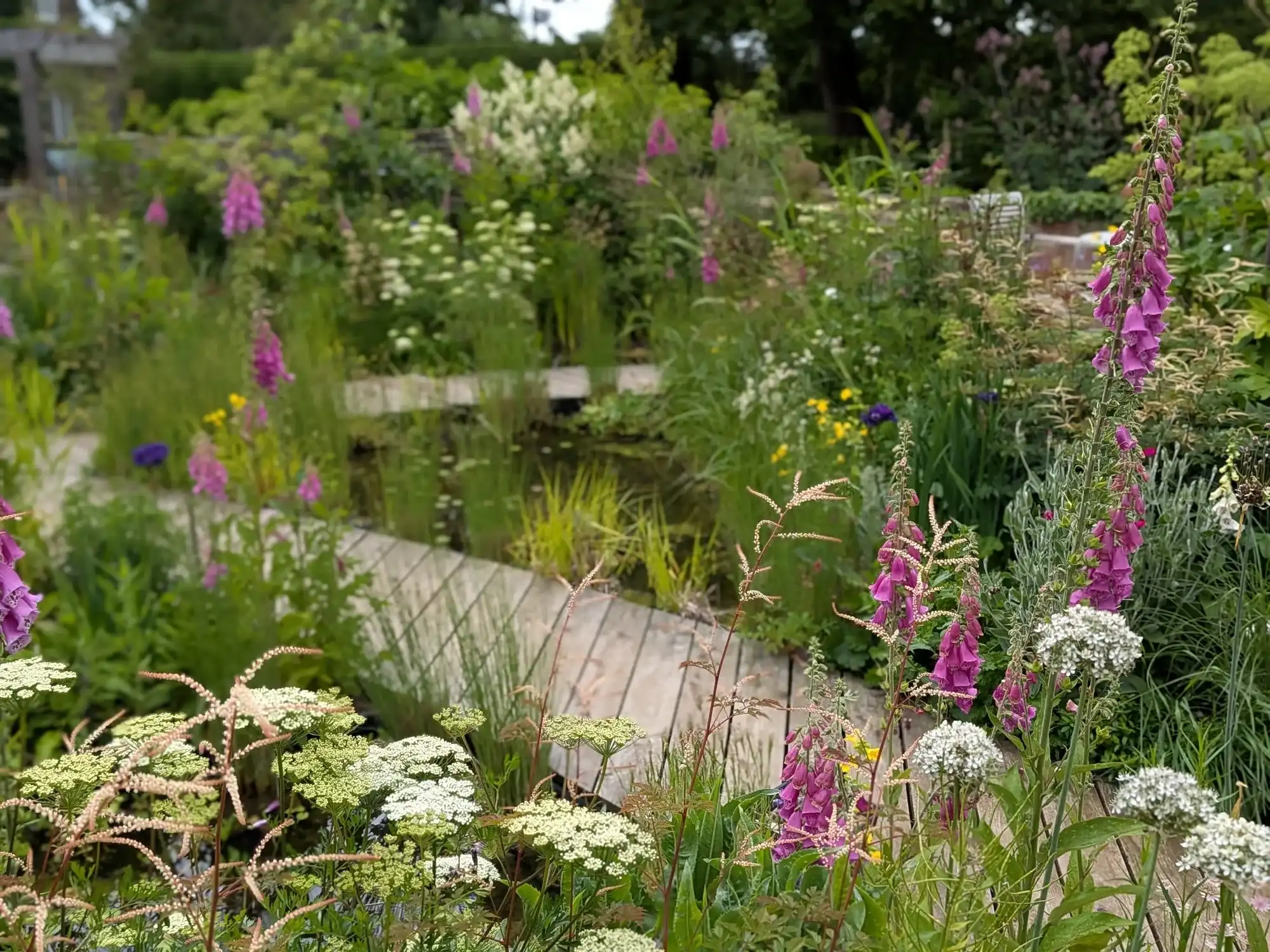 Boardwalk crossing the pond with foxgloves, Queen Anne's lace and astilbe