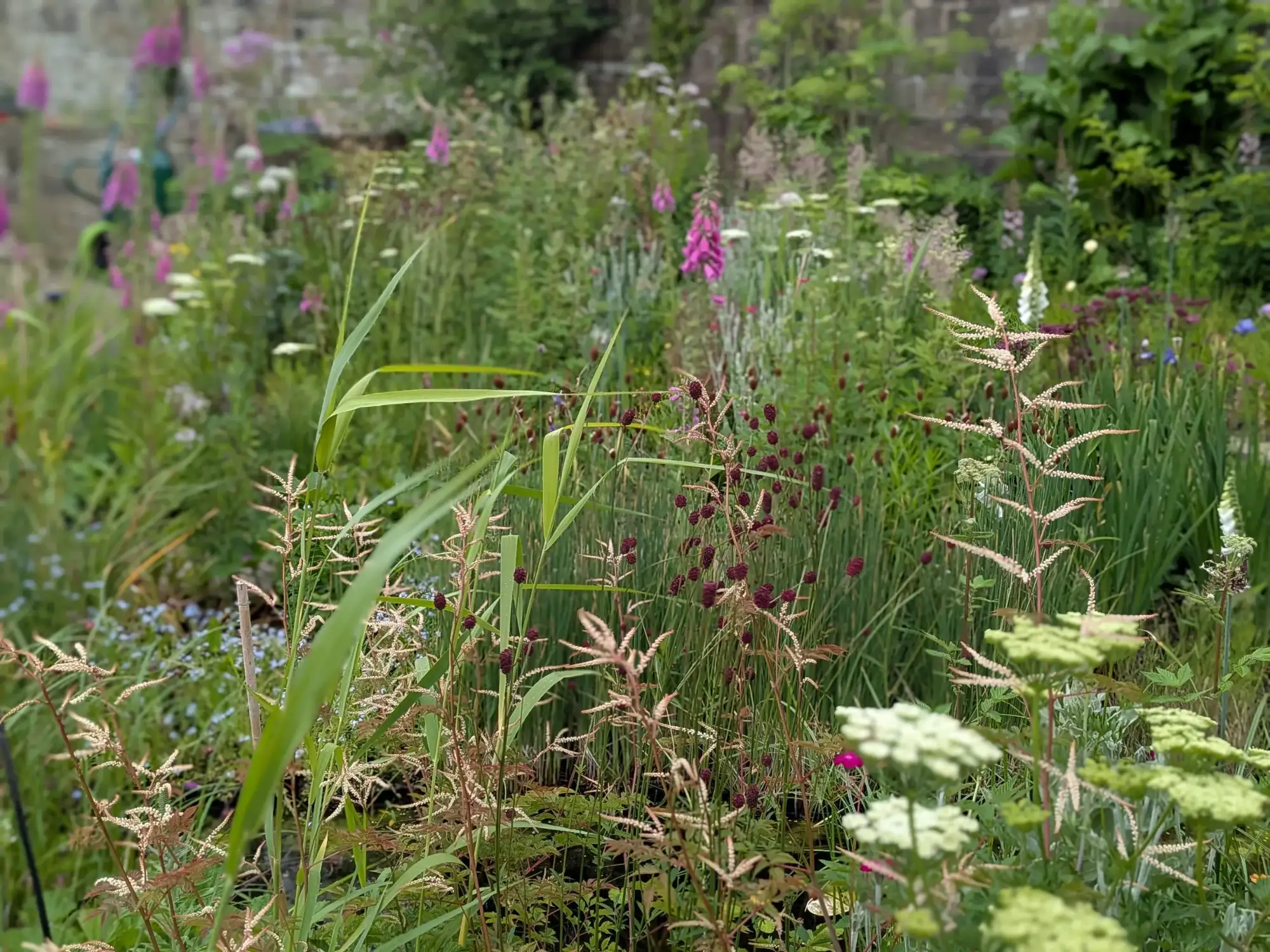 Garden bench beside purple loosestrife seedheads and pond planting