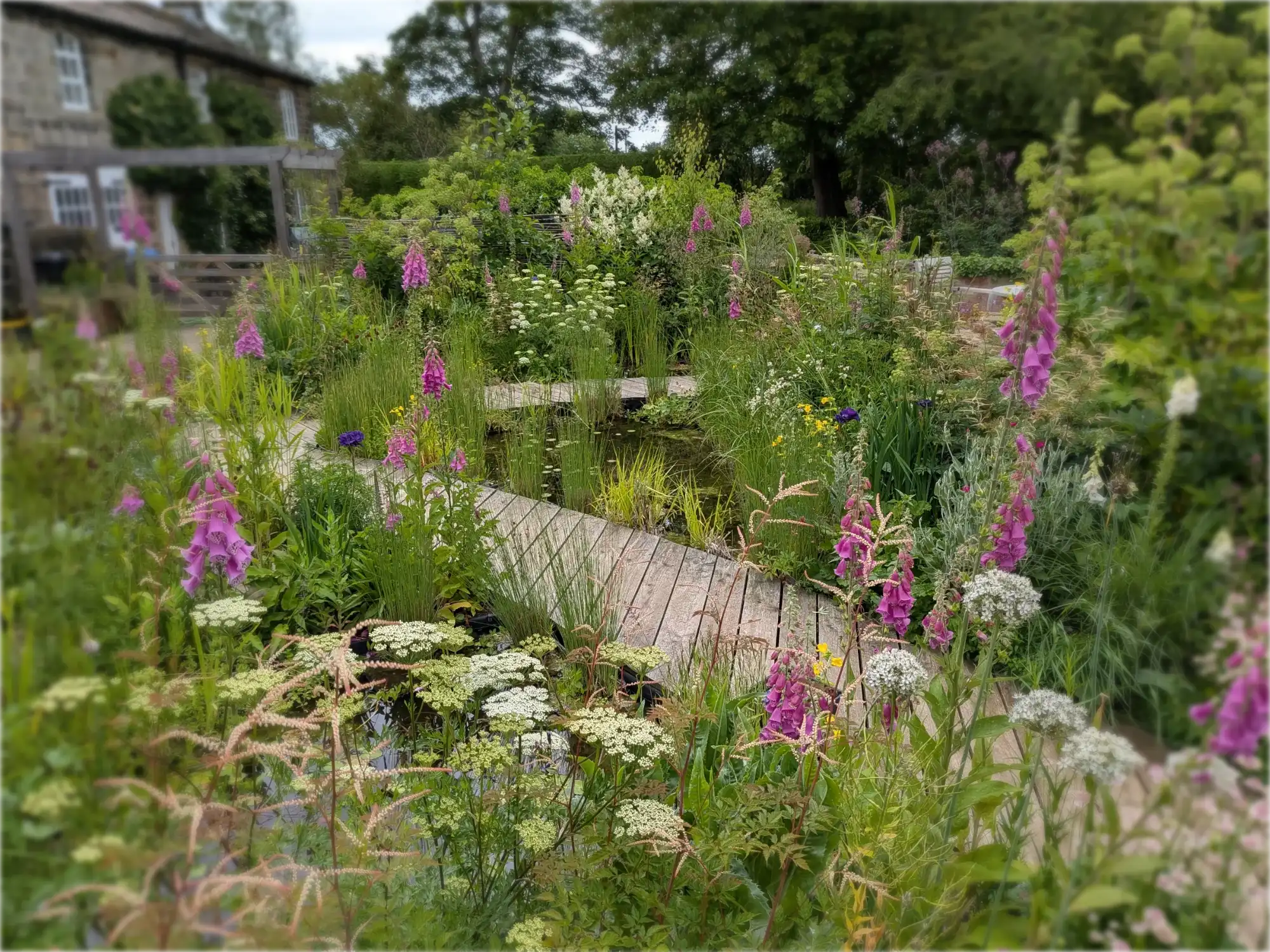 Timber boardwalk crossing a pond edged with foxgloves, with the stone cottage beyond, background softly blurred