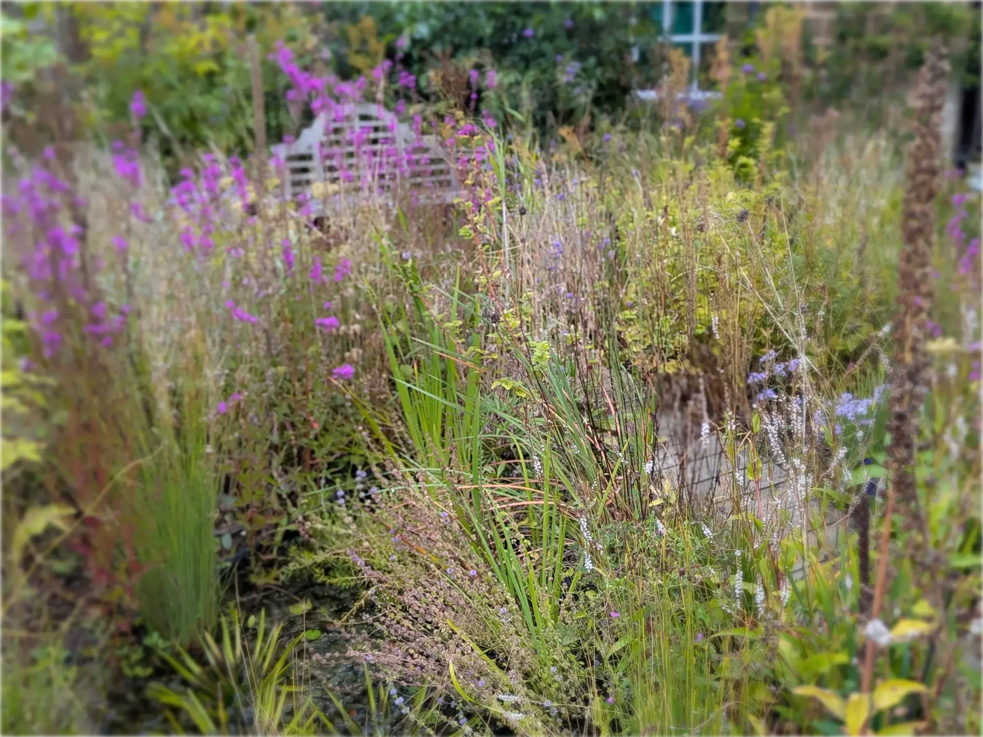 Crimson great burnet and reeds among forget-me-nots in the walled garden pond, background softly blurred