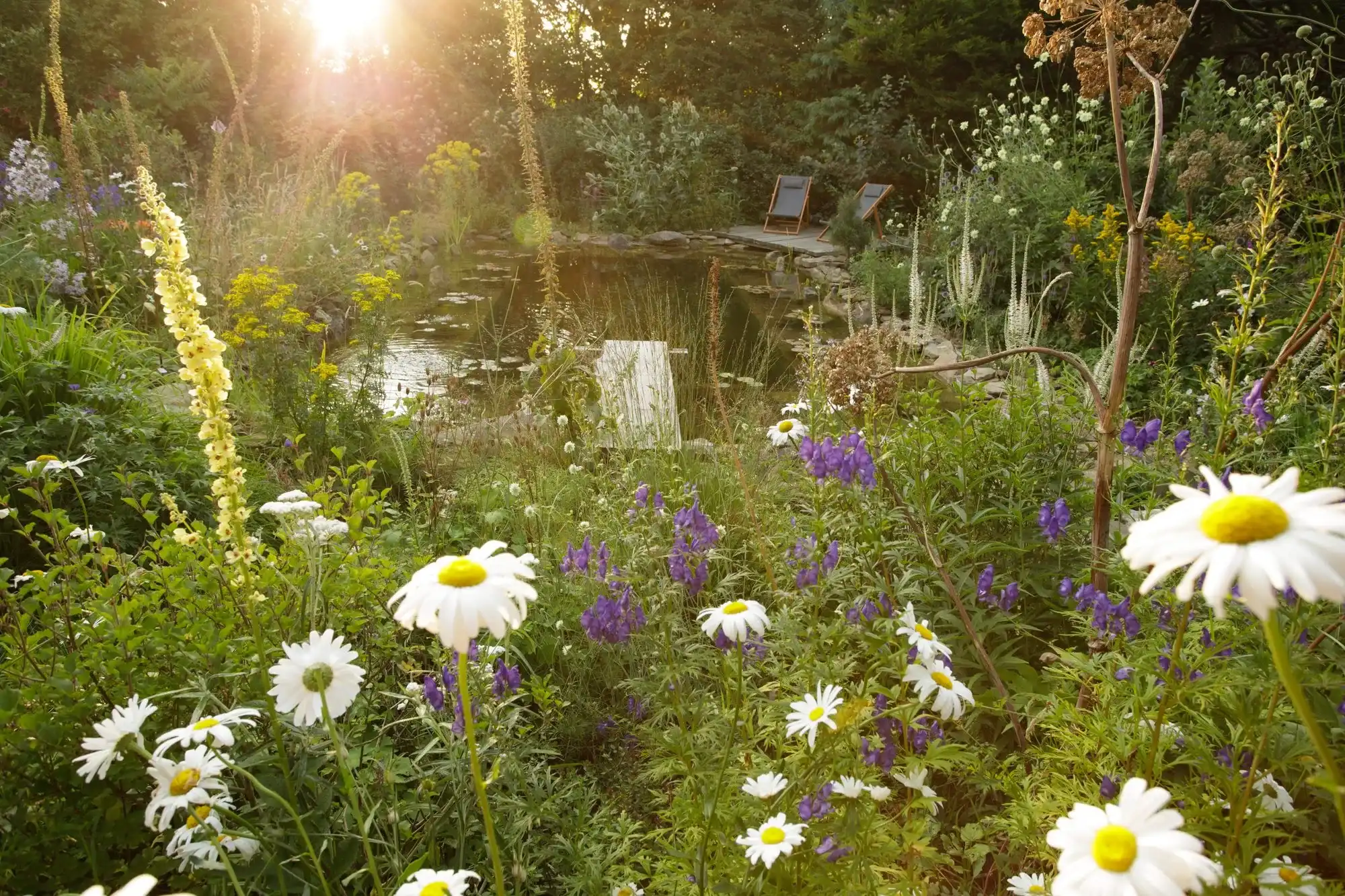 Ox-eye daisies and aconitum around a pond in low evening sunlight