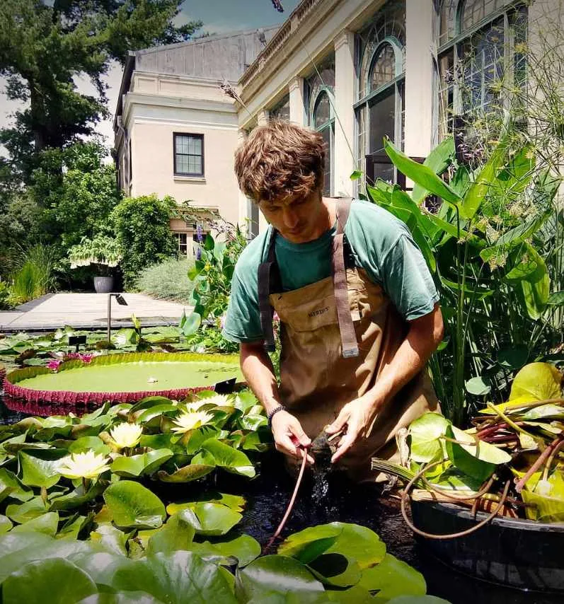 Will Tomson tending water lilies in a pond