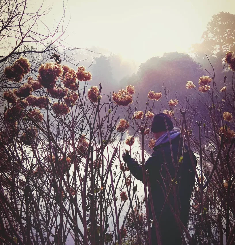 Will pruning hydrangeas on a misty morning beside a lake