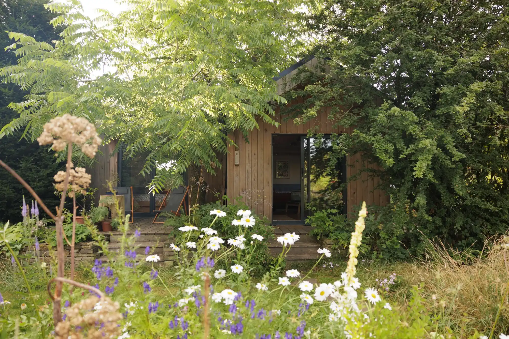 BerryWell: Garden studio oxeye daisy meadow