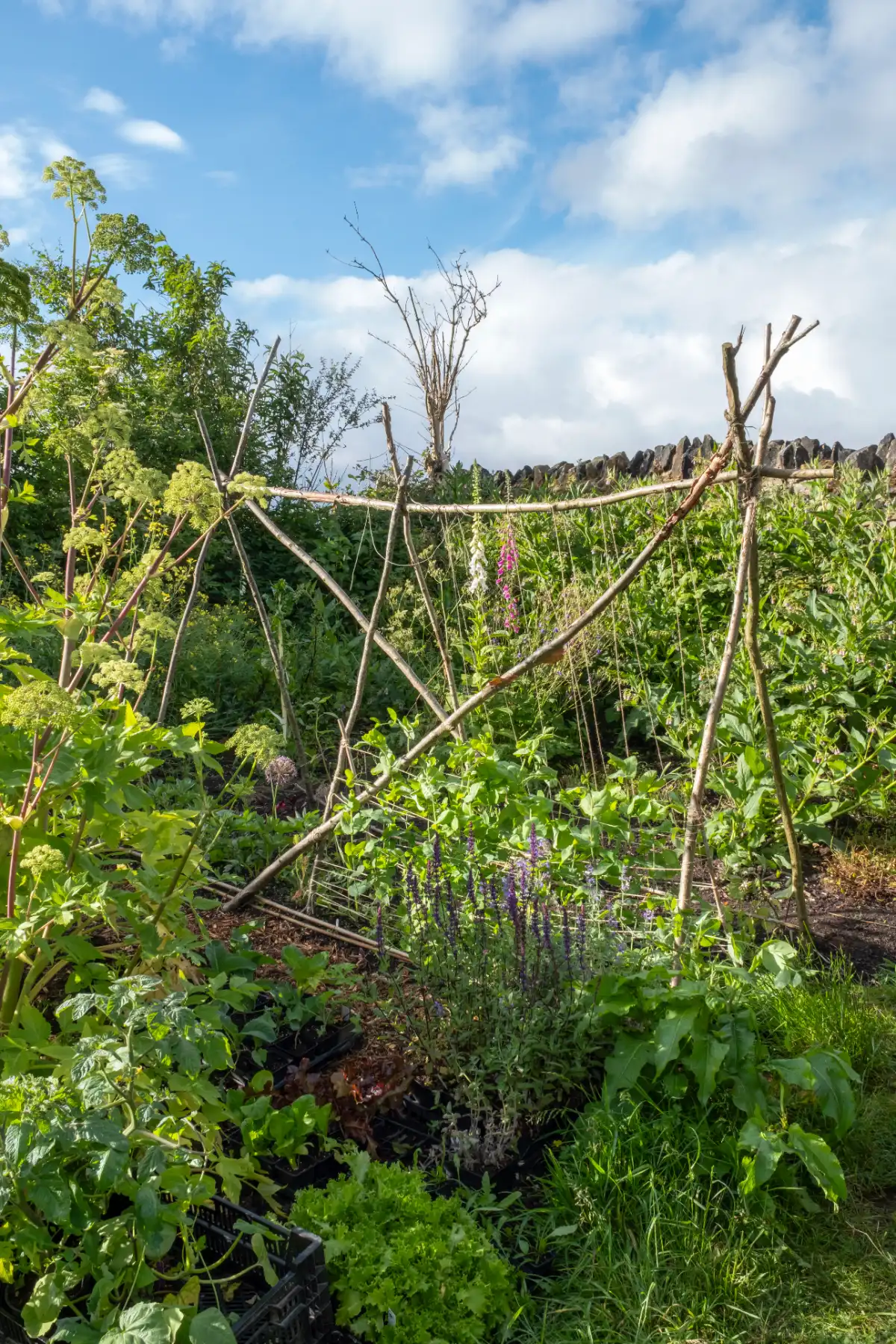 BerryWell: Kitchen garden rustic plant supports