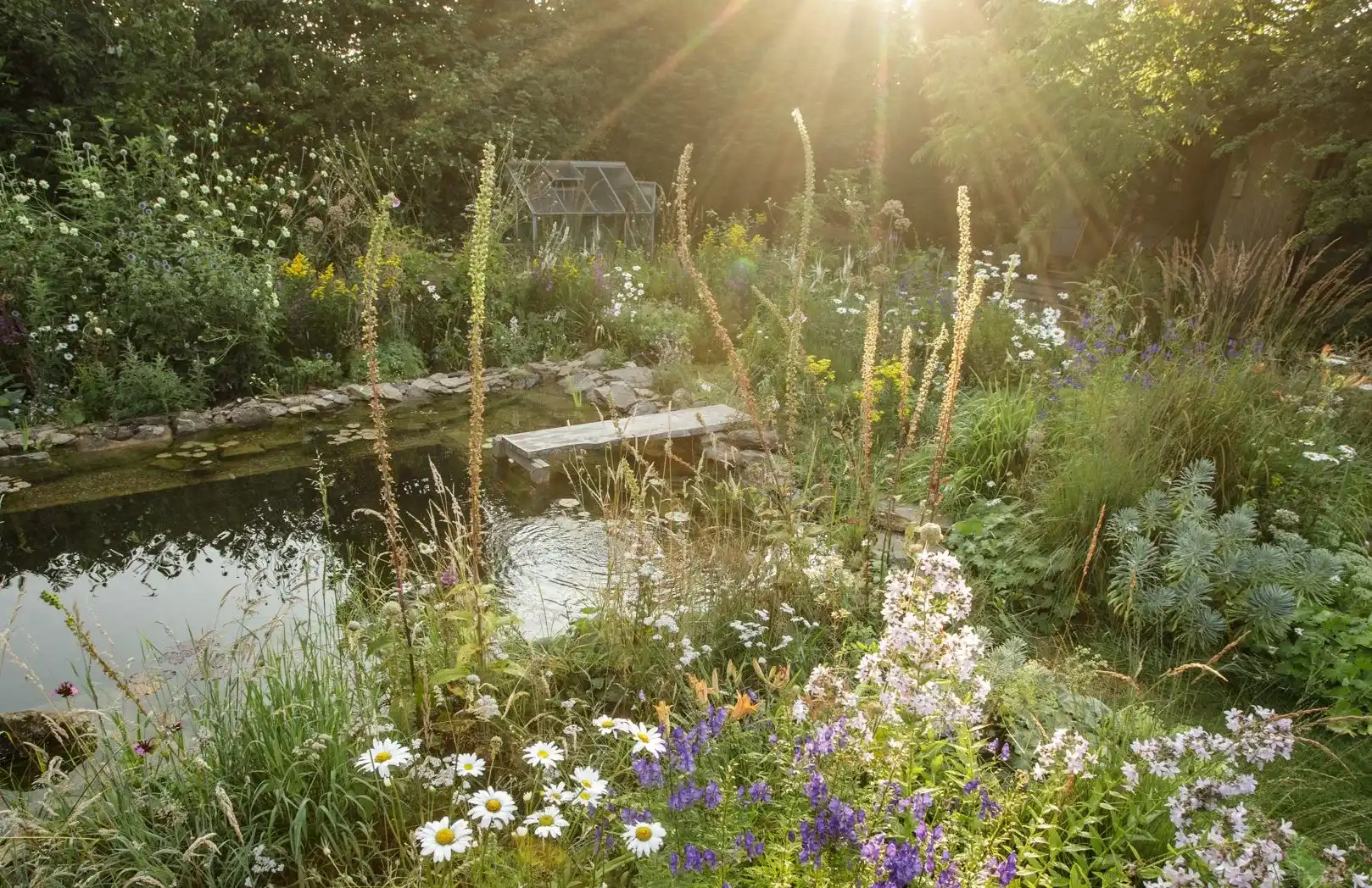 Naturalistic pond garden with wildflower planting and low evening sun flaring through the trees
