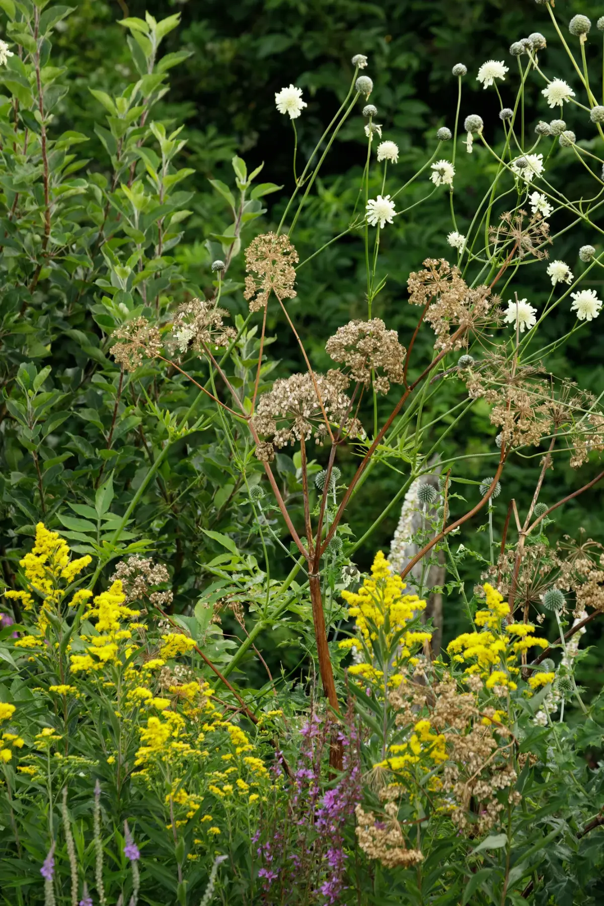 BerryWell: Perennial seed heads goldenrod planting