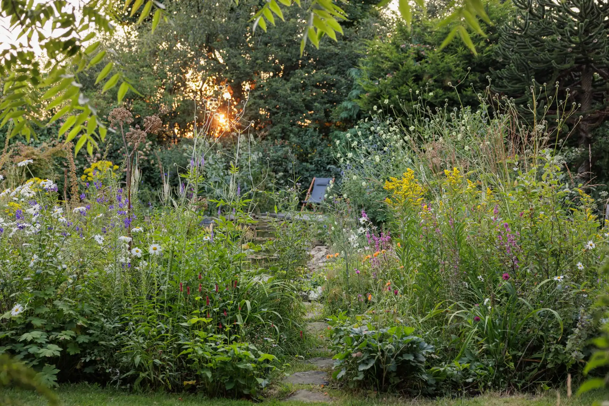 Stepping stone path through a lush wildflower border of oxeye daisies, goldenrod and purple loosestrife at BerryWell, with low sun through the trees