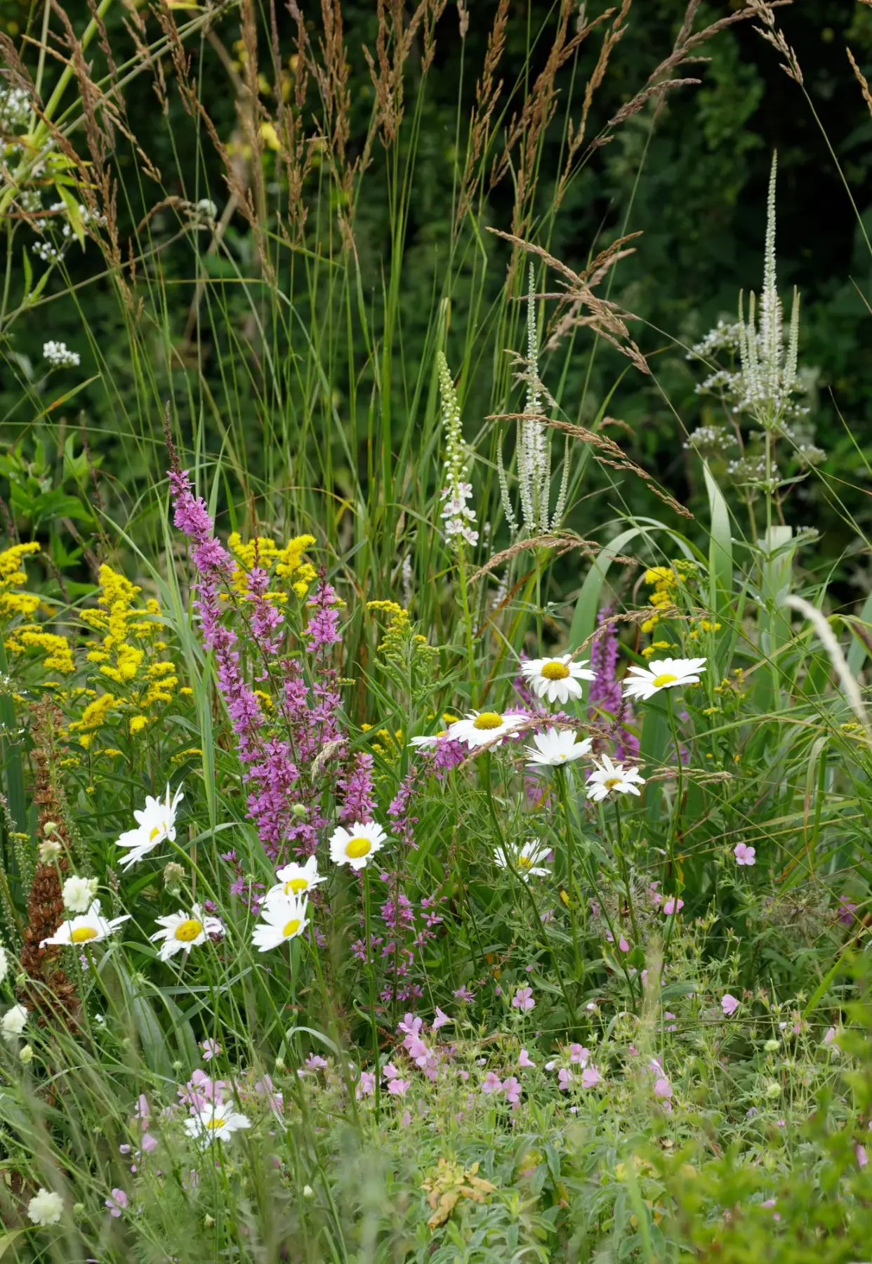 BerryWell: Wildflower meadow planting mix