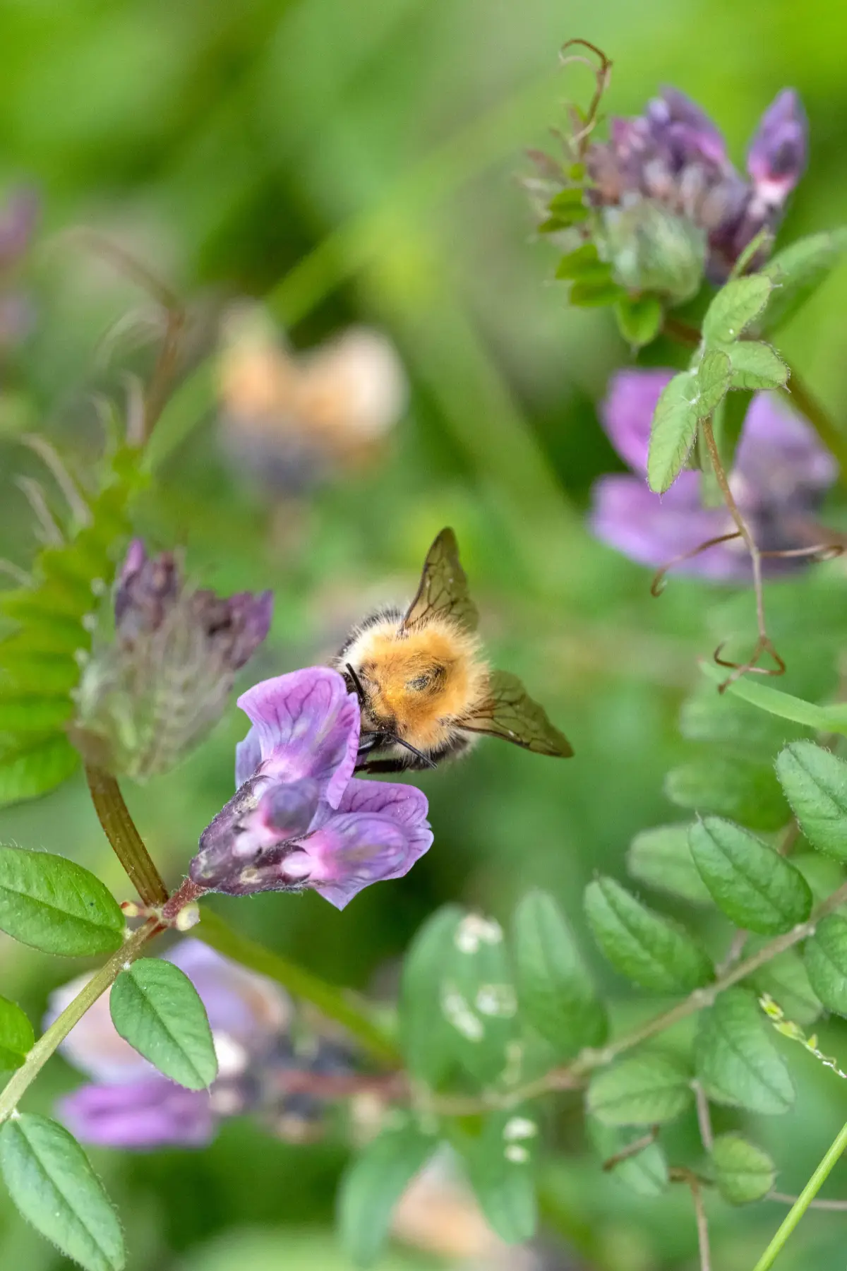 BerryWell: Wildlife bumblebee vetch flower