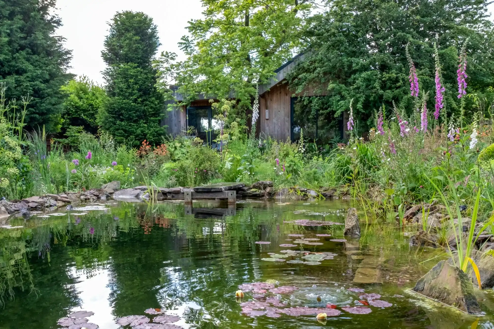 Wildlife pond with lily pads and foxgloves, timber garden studio behind