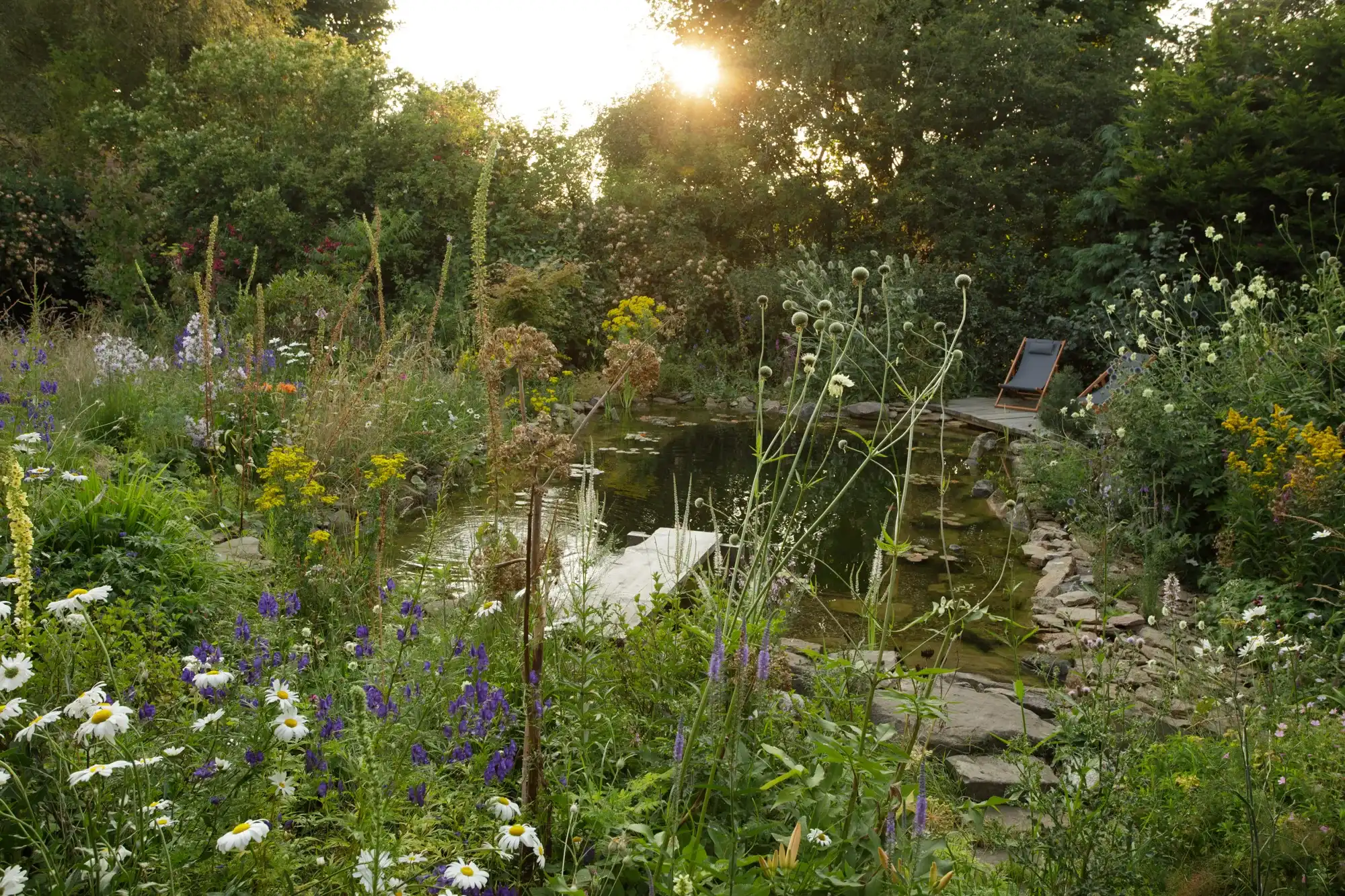 Wildlife pond at sunset surrounded by perennial meadow planting